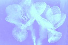 2 freesias in ice in pink