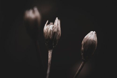 Simplicity in softness by Nadia Feys