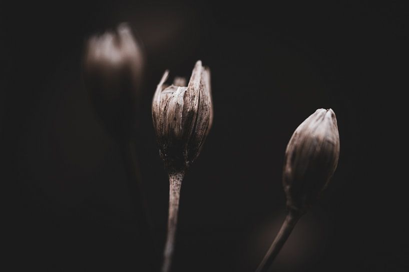 Simplicity in softness by Nadia Feys