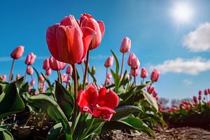 Holländische Tulpen in einem Tulpenfeld im Zwiebelanbaugebiet