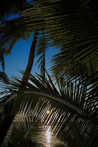 Sunset on the coast of tropical island Cook Islands. by Albert Brunsting