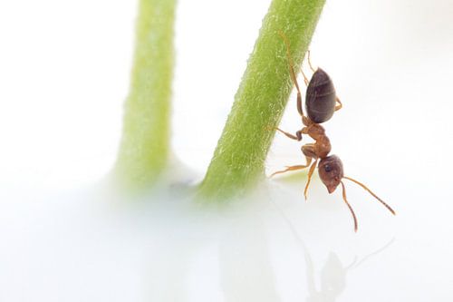 Spiegeltje spiegeltje aan de (wand) wie is de mooiste mier van het land