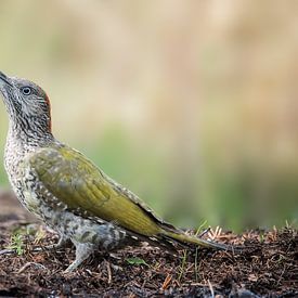 Juveniele groene specht van Michel Roesink