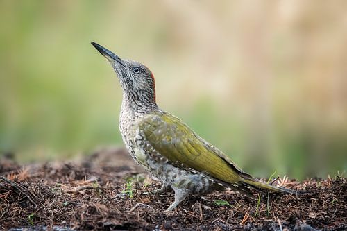 Juvenile green woodpecker