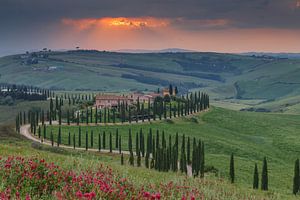Avenue des cyprès en Toscane
