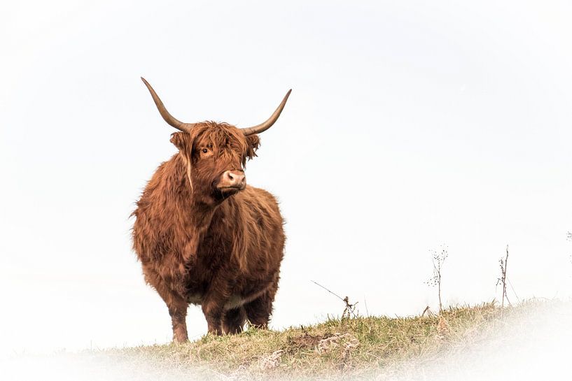 Schotse hooglander van Guido Rooseleer