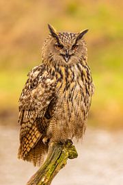 Hibou, Bubo bubo