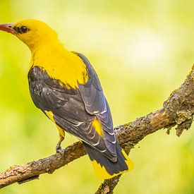 the oriole, Oriolus oriolus by Gert Hilbink