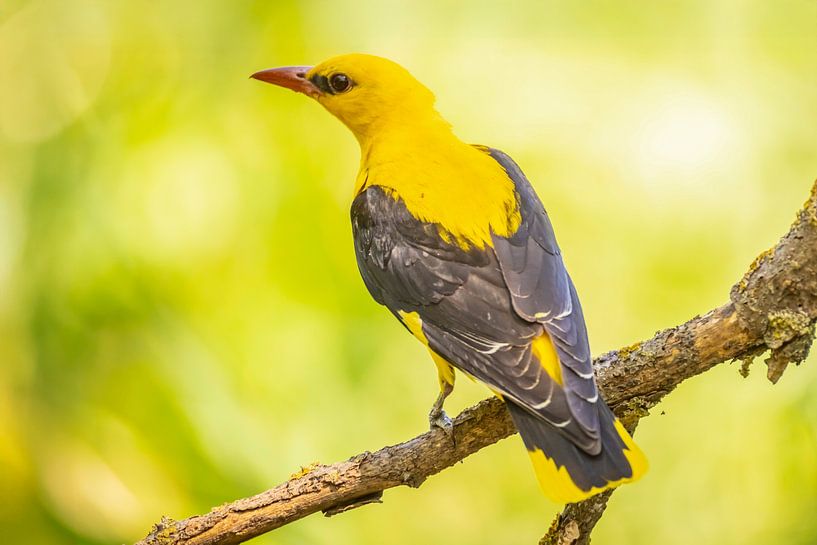 the oriole, Oriolus oriolus by Gert Hilbink