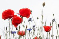 Le pavot rouge (partie 1)