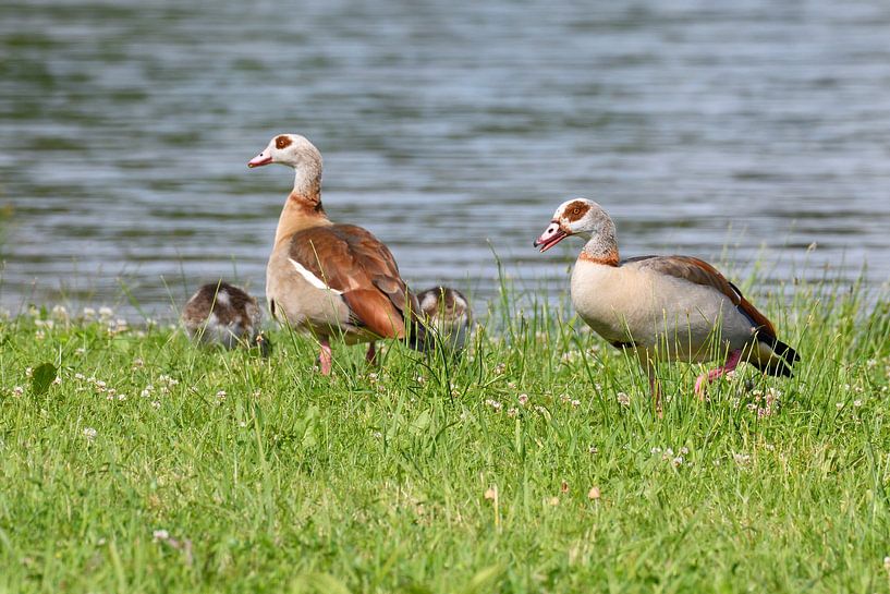 Oies égyptiennes par Karin Jähne