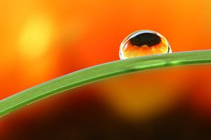 sunflower reflection von Natasja Haandrikman