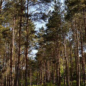A path through a spring pine forest by Gerard de Zwaan
