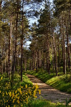 Een pad door een lenteachtige dennenbos