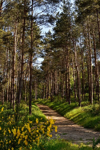 A path through a spring pine forest by Gerard de Zwaan