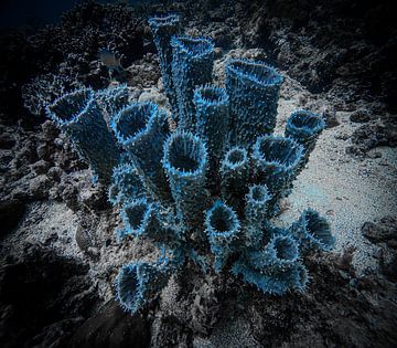 Corail bleu avec pointes @ Sipadan Island, Malaisie sur Travel Tips and Stories