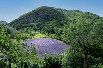 Lavender field in Drôme Provençale France by Peter Bartelings