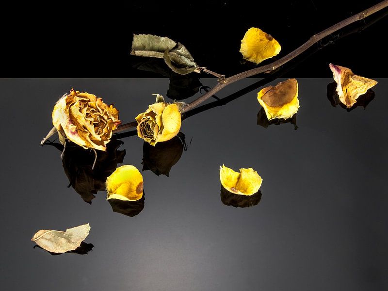 wilted yellow rose with petals by Gerhard de Wit