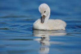 Donzy.com - Young swan against a light background. by Donzy.nl