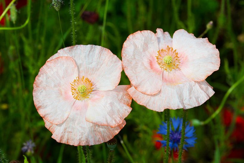 Lachsfarbene Mohnblumen von Ivonne Fuhren- van de Kerkhof