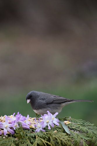 Een junco-vogel bij de voederbak