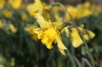 The early daffodil