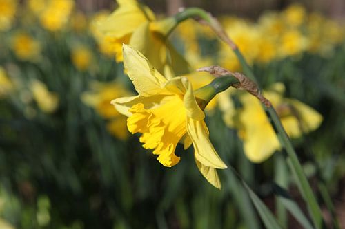 The early daffodil