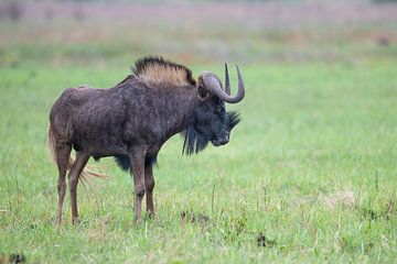 Die Gnus von Rietvlei: Die Macht der Savanne