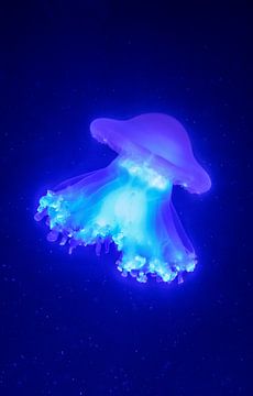 The luminous jellyfish in the serene dark world by Stella Ammerlaan