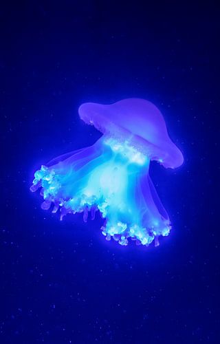 De lichtgevende kwal in de serene donkere wereld