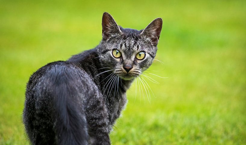 Cat by Paula Darwinkel