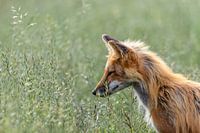 Fox in the grass