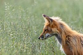 Renard dans l'herbe