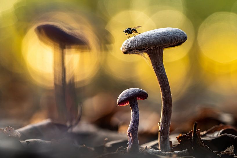 Gast. von Erik Nevels Natuurbeelden