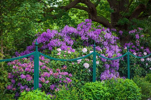 Gartenzaun und Rhododendronblüte, Bad Zwischenahn