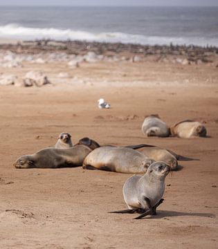 Jonge Kaapse pelsrob wandelt over het strand bij Kaap Kruis