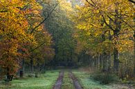 Autumn in the Nietapsterbos at the Meester Postumabank par Hessel de Jong Aperçu