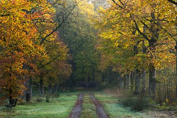Herbst im Nietapsterbos bei der Meister Postumabank von Hessel de Jong