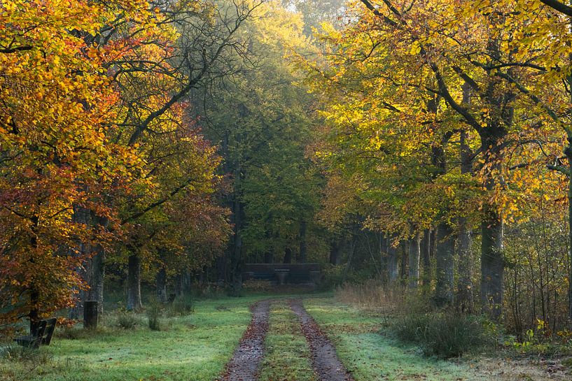 Autumn in the Nietapsterbos at the Meester Postumabank par Hessel de Jong