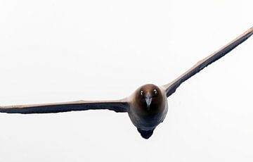 Albatros à manteau clair adulte (Phoebetria palpebrata) sur Beschermingswerk voor aan uw muur