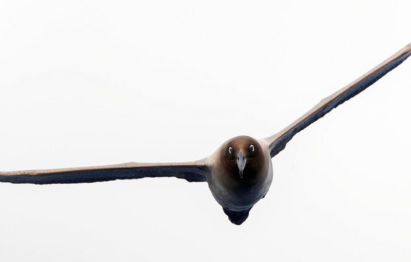 Ausgewachsener Leichtmantelalbatros (Phoebetria palpebrata) von Beschermingswerk voor aan uw muur