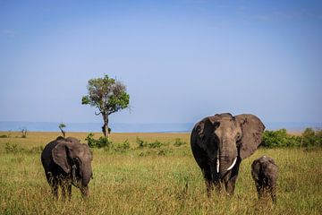 Olifanten in de Masai Mara van Simone Janssen