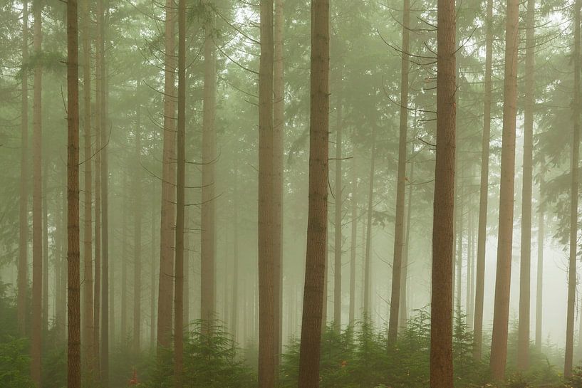 Mistig dennenbos landschap tijdens een mooie herfstdag van Sjoerd van der Wal Fotografie