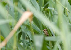 Verstopt sur Thijs Schouten