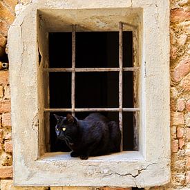 Katze im Fenster von Graham Forrester