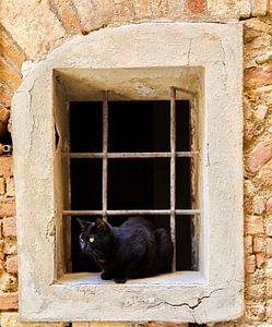 Katze im Fenster von Graham Forrester