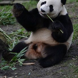 Panda van Sjoerd Reitsma