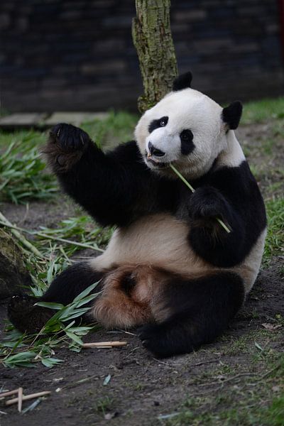 Panda by Sjoerd Reitsma