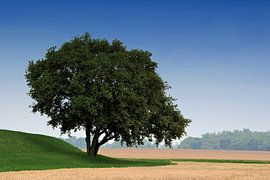 einzelner Baum am Feldrand