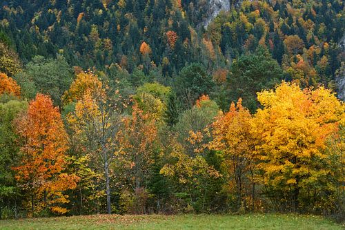 Prachtig landschap van een herfstig bergbos